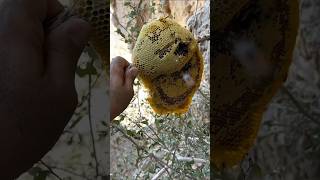 خلية عسل بوطويق من موسم السمر الحمدلله