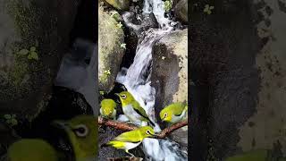 Download lagu Terapi pleci biar cepet buka paruh#plecingalas mp3 Download lagu Terapi pleci biar cepet buka paruh#plecingalas mp3