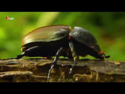 Arte Doku - Wildes Indochina 2/5 - Malaysia - Garten Eden aus der Balance
