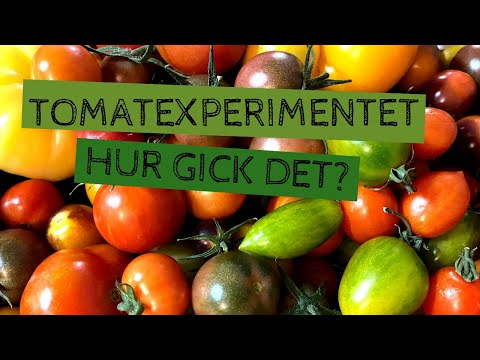 TOMATEXPERIMENTET - Sådder i februari, mars och april, varmsådd och kallsådd, halshuggning.