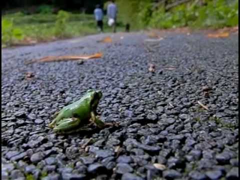 Tree frog　Jump Slow motion