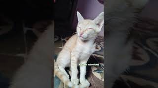 Download lagu 😄😍Na thalattu padava😙😊😊 #comedy #kitten #funny #cat #world #feeds #reels #exploremore mp3