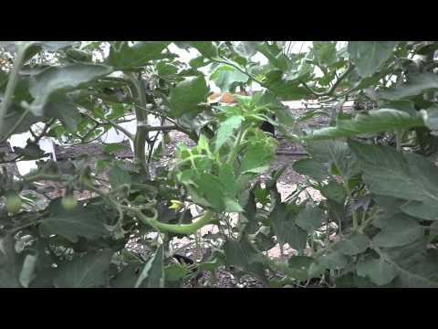 comment traiter les tomates a la bouillie bordelaise