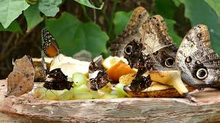 amazing beatiful insects