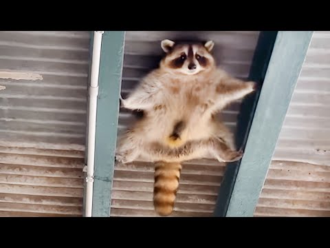 Nouvelles vidéos d'animaux les plus drôles