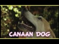 Canaan Dog - CANAAN DOG trailer documentario (razza canina)