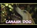 Canaan Dog - CANAAN DOG trailer documentario (razza canina) Canaan Dog - CANAAN DOG trailer documentario (razza canina)