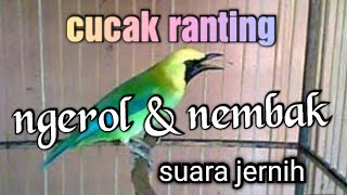 Download lagu cucak ranting gacor cor.... ngeroll nembak mp3