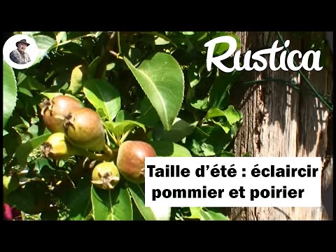 comment traiter pommier