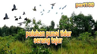 Download lagu emang seru mulut punai tidur gak jauh dari tempat tidurnya mp3 Download lagu emang seru mulut punai tidur gak jauh dari tempat tidurnya mp3