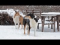 Collie Smooth - Smooth Collies in Wintertime