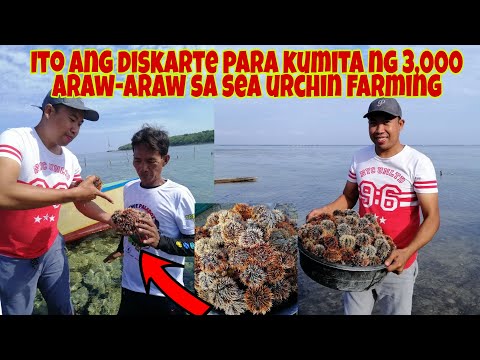 , title : 'Kumikita ng P3,000 Daily sa Sea Urchin Farming pero maliit ang Gastos? How?