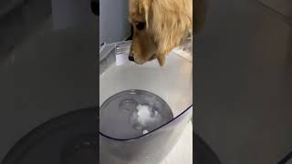 加湿器から出るミストを捕まえようと必死な子犬 / 家電と動物たち のサムネイル