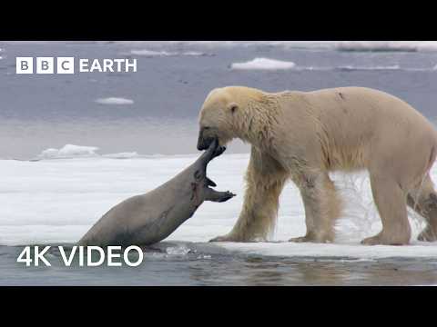 2 Hours of Stunning 4K Nature Scenes | 4K UHD | BBC Earth