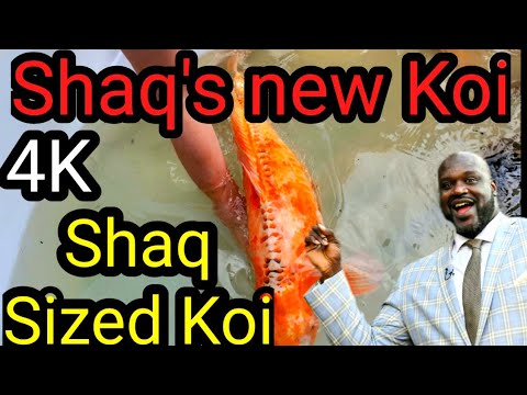 Shaquille O'Neal gets huge koi,  the biggest butterfly koi i have ever seen ! - OHIO FISH RESCUE