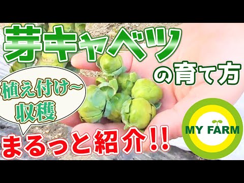 芽キャベツ:カロリーと栄養価が一目でわかる 植物