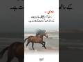 Deep Line ️‍ Urdu Shayari WhatsApp Status Noor Fatima 171 1millionaudition Asthetic