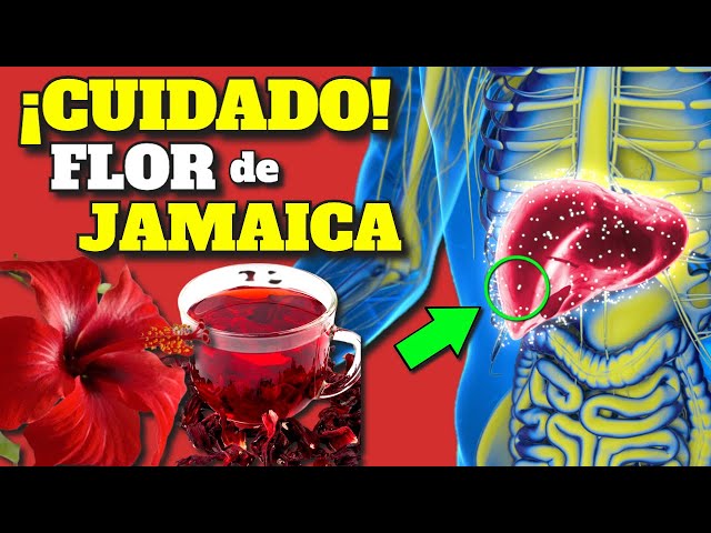 Vídeo relacionado con Hibisco Flor de Jamaica para Adelgazar BIO | Bebida Detox te ayuda a perder peso, reducir hinchazón y depurar el organismo | 100% Natural, digestivo y antioxidante