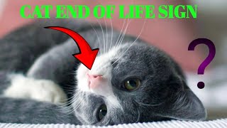 10 Heartbreaking Signs Your Cat Is Saying Goodbye