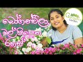 බෝගන්විලා වල මල් සුපිරියට පිපෙන රහස ම�
