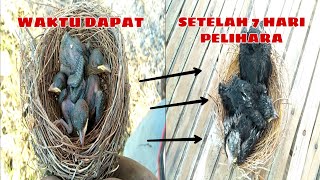 Download lagu kasih makan anakan burung srigunting | burung eksotis yang pandai menirukan suara #episode 3 mp3