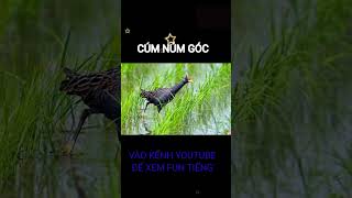Download lagu Tiếng cúm núm góc mới nhất mp3 Download lagu Tiếng cúm núm góc mới nhất mp3