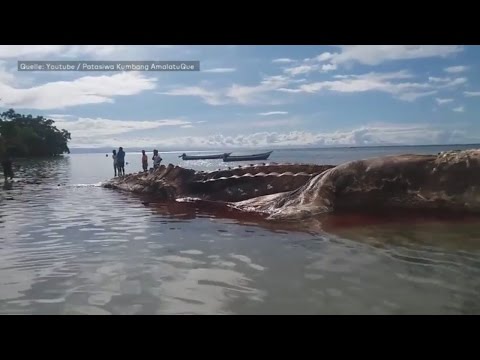 Indonesien: Unheimliches Wesen aus dem Meer stellt Inselbewohner vor ein Rätsel