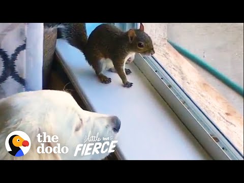 A Baby Squirrel Needed Friends. These Dogs Made Up For It