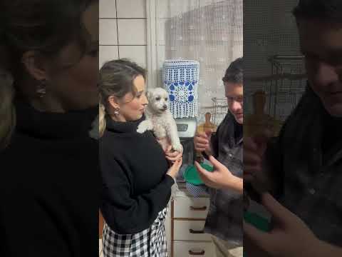 Doguinha mostra quem é o 'chefe' da casa e encanta a internet! 😍🐶