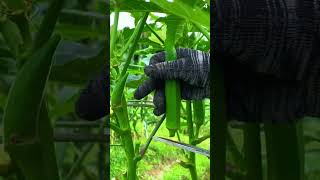 Download lagu Panen tanaman okra yang hasilnya sangat segar dan memuaskan #shorts mp3