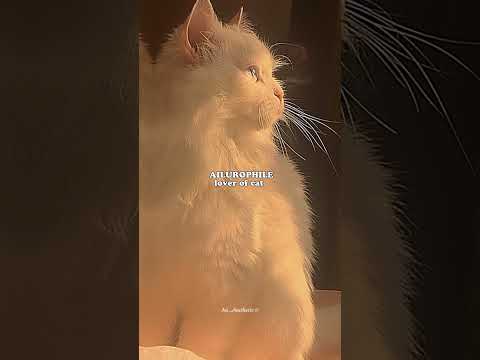 Which type of phile do you have 🌷💫💗 #phile #aesthetic #fyp #im_aesthetic #shorts