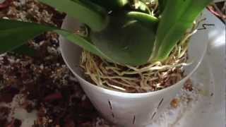 CA Easy Oncidium Orchid repotting care and culture the greenhouse