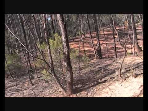 australia freaky noises . something like a yowie or bigfoot