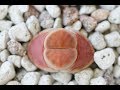 Lithops 101 - What you need to know to keep them alive w/ Sucs for You!