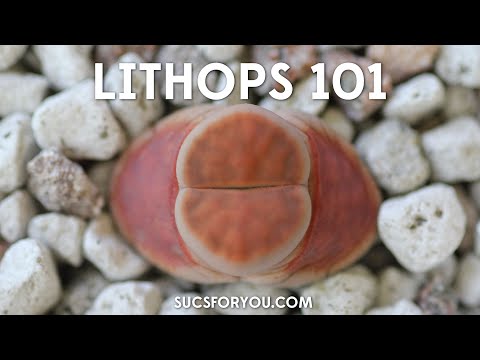 download lagu mp3 mp4 Lithops, download lagu Lithops gratis, unduh video klip Download Lithops Mp3 dan Mp4 Popular Gratis