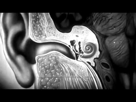 Auf keinen Fall Wattestäbchen: So reinigen Sie Ihre Ohren richtig