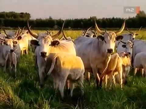 Magyarország Nemzeti Parkjai:   A Fertő Hanság Nemzeti Park