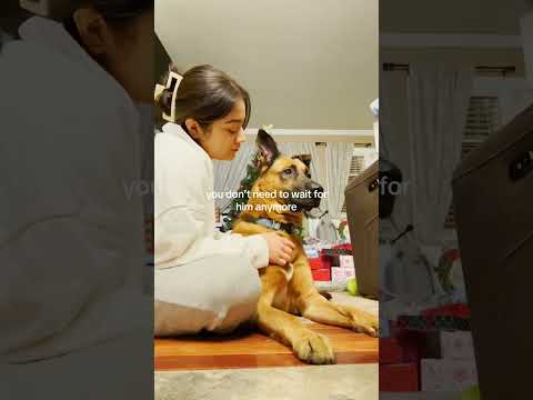 This dog misses her ex 🥲 @Houseofhighlights @viralhog #shorts #viralvideos #animalmoments