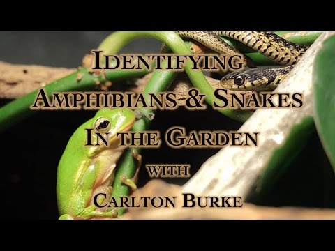 カールトン・バークと庭で両生類とヘビを識別する