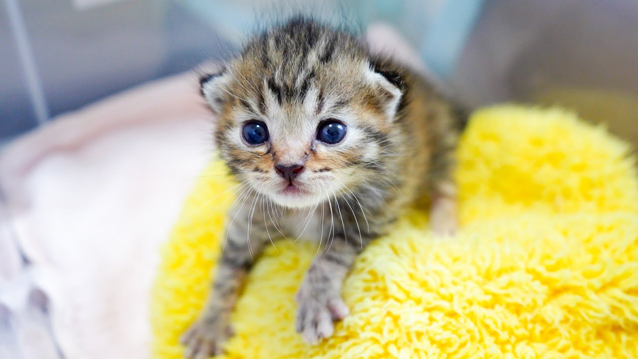 17-Day-Old Rescue Kitten Only 100g at 2 Weeks… An Amazing Change!