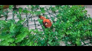 Con sóc AR Video #videoAR