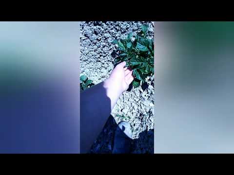 Le mie patate sono quasi invase da questo insetto che si chiama "dorifora"😠