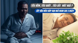 Tiểu Đêm Mất Ngủ? Cây Râu Mèo GIÚP Bạn Ngủ Thẳm Sau 3 Ngày!
