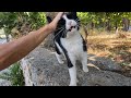 Tuxie The Cat Came Galloping Towards Us From Far Away