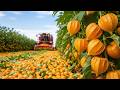 How Farmers Harvest And Pack Golden Berries Processing Factory Documentary