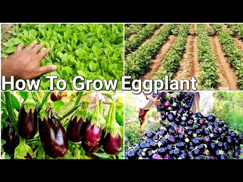 , title : 'How to grow eggplant - growing eggplant/brinjal in open field with update (from start to finish)'