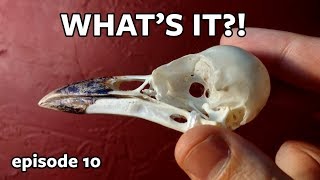 What's it? Wednesday! Guess That Crazy Skull - Episode 10!