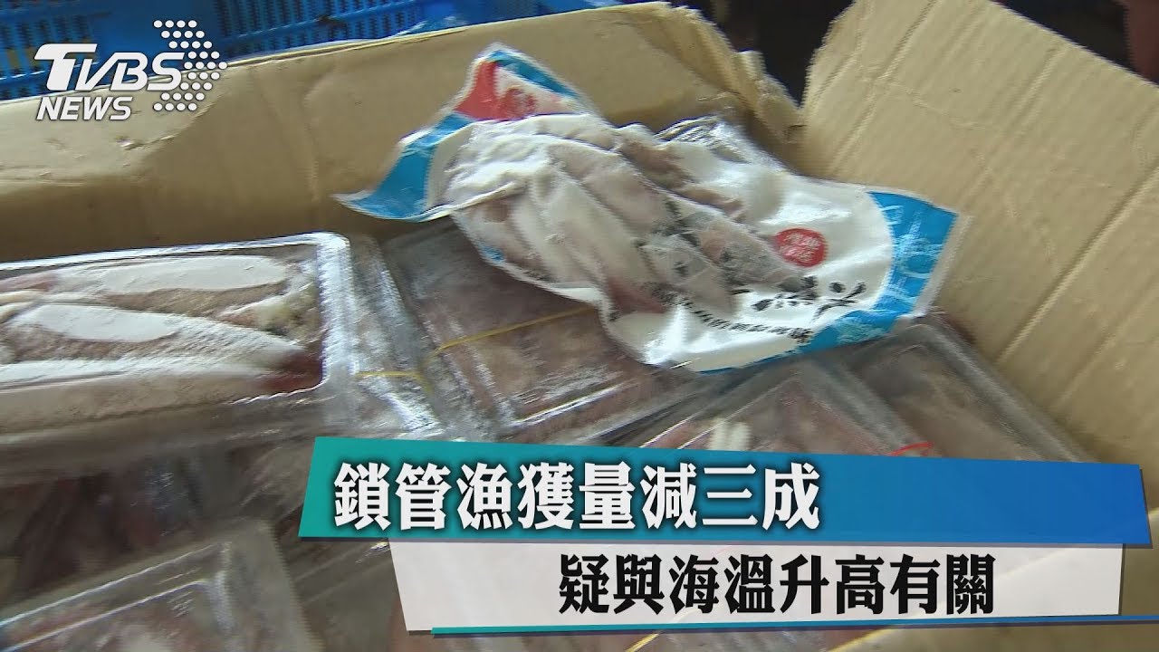 鎖管漁獲量減3成 疑與海溫升高有關