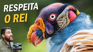 Miniatura do vídeo