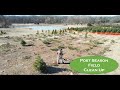 Post Season Field Cleanup Shindaiwa B450 Brush Cutter In Action